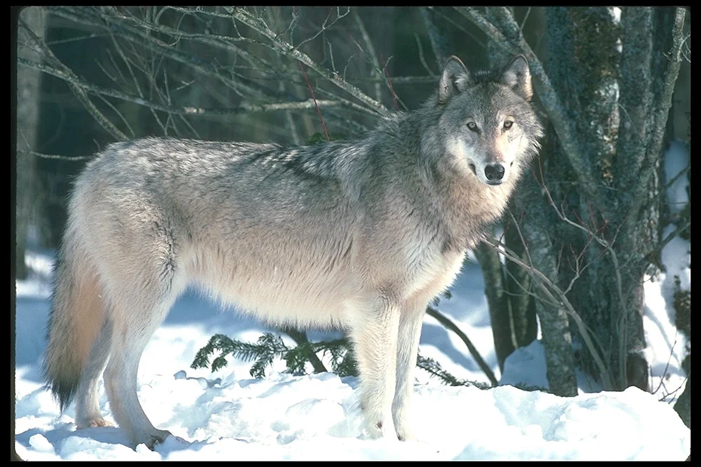 Wolf ist ein Raubsäugetier aus der Familie der Jagdhunde