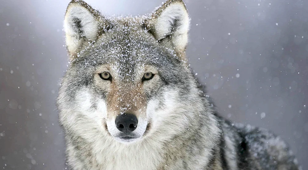 Ugary Wolf