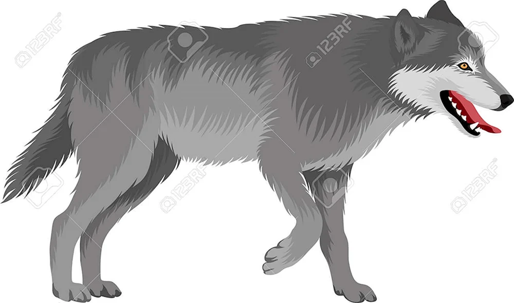 Wolf Cartoon