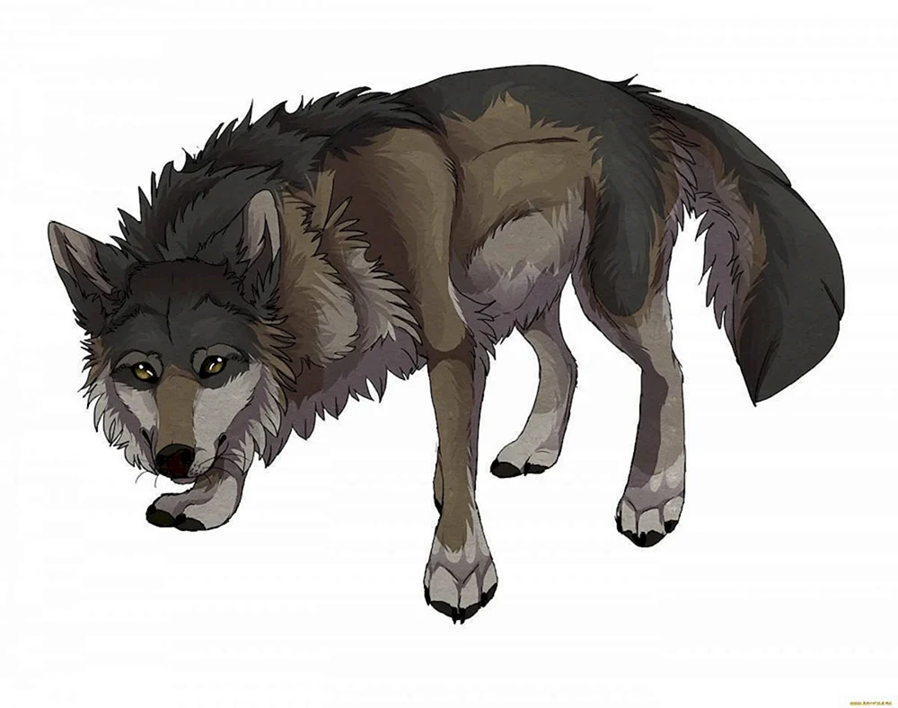 Wolf Cartoon Wolf