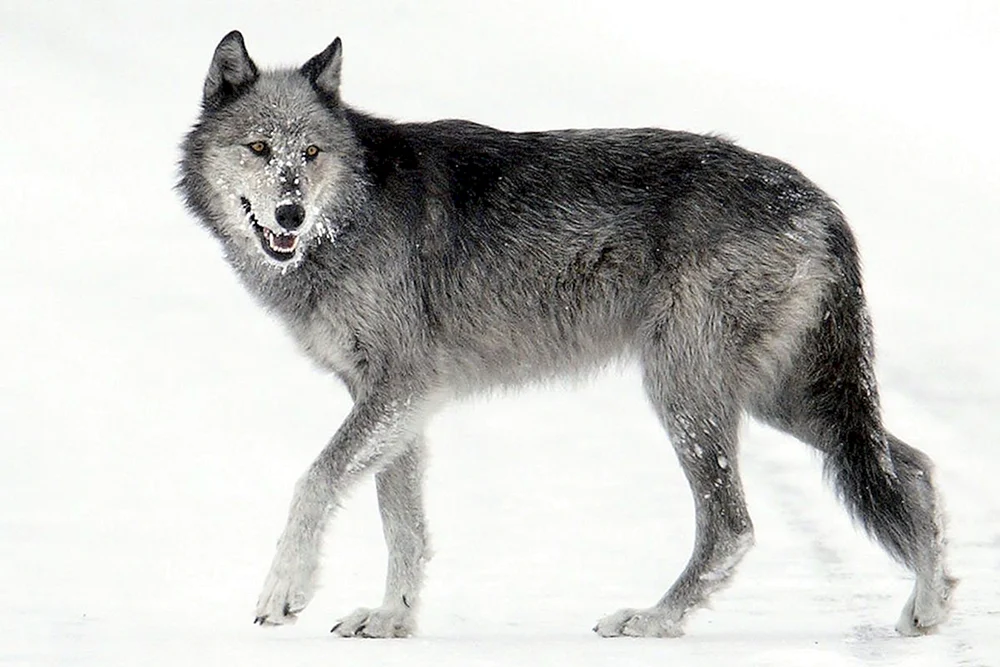Wolf auf weißem Hintergrund