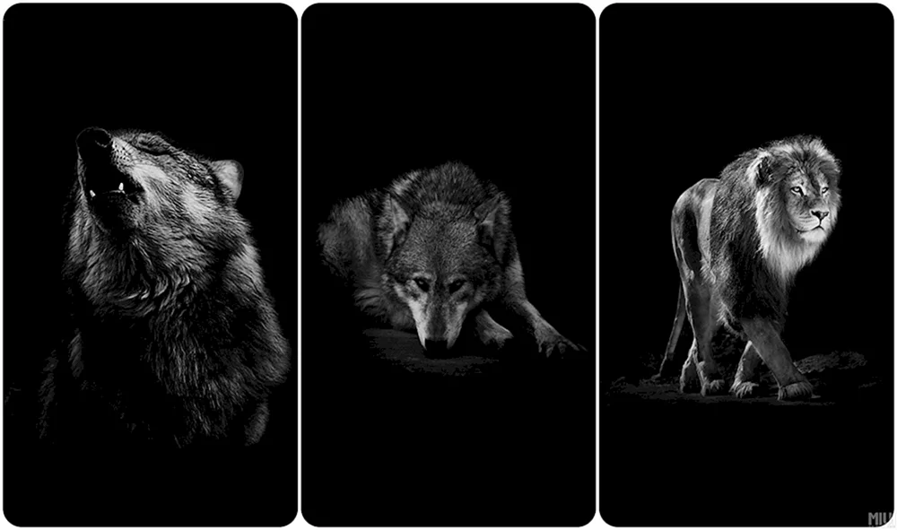 Wolf auf schwarzem Hintergrund
