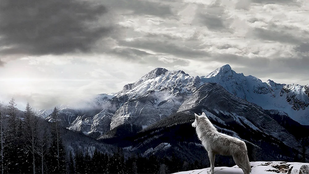 Wolf auf dem Berg