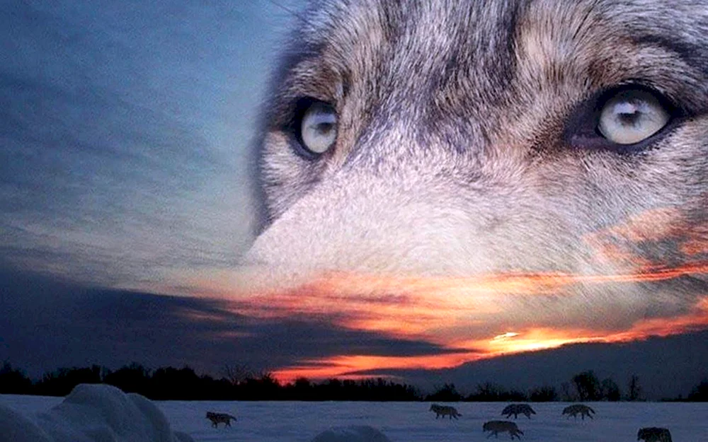 Einzelner Wolf