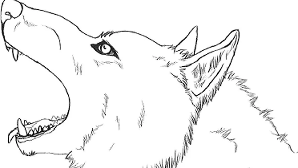 Wolf Zeichnung