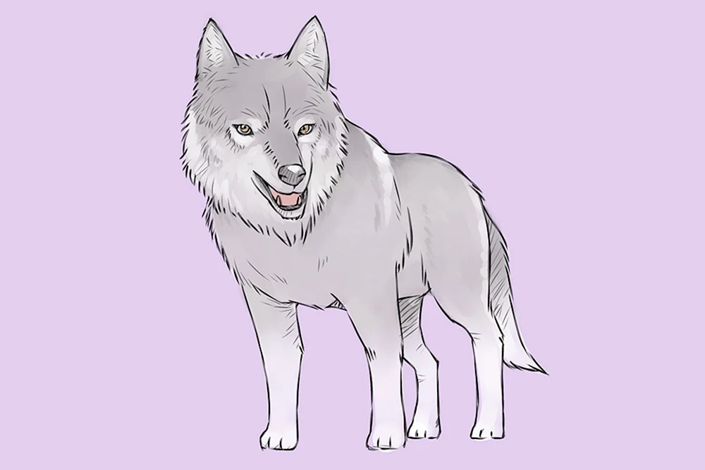 Wolf Zeichnung