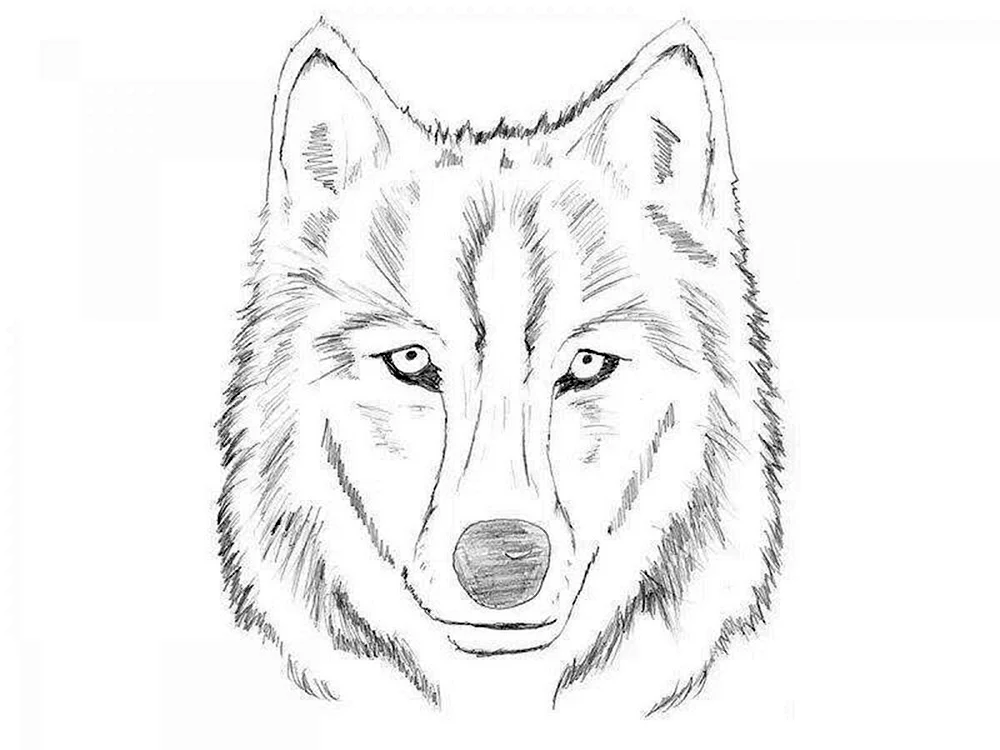 Wolf Zeichnung.