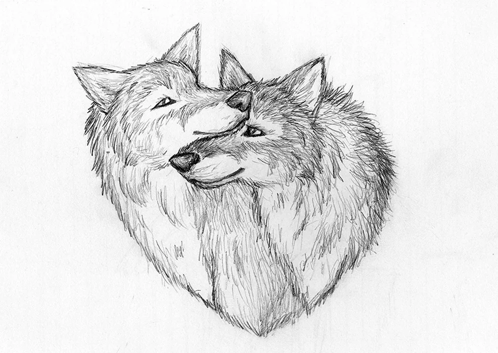 Wolf in Bleistift