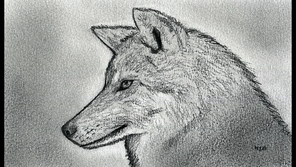 Wolf Zeichnung