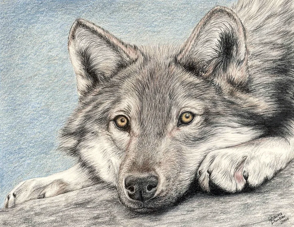 Wolf Zeichnung