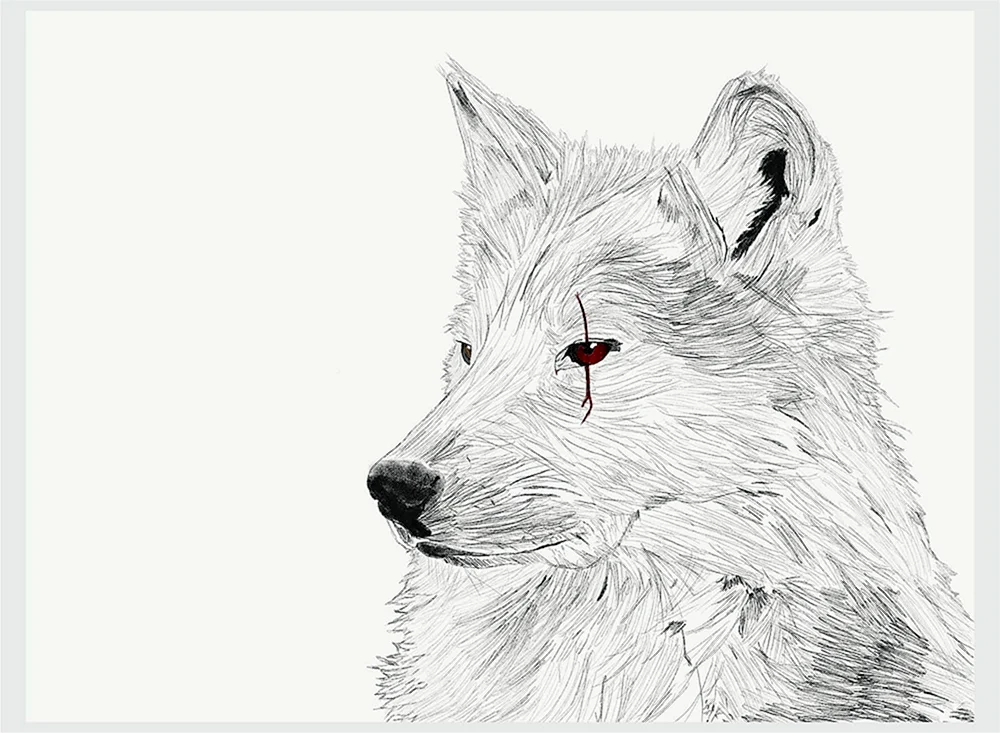Wolf Zeichnung