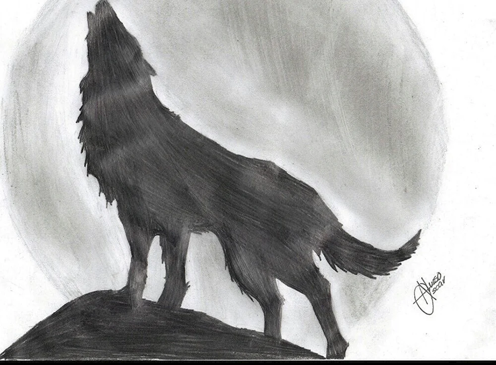 Wolf Zeichnung