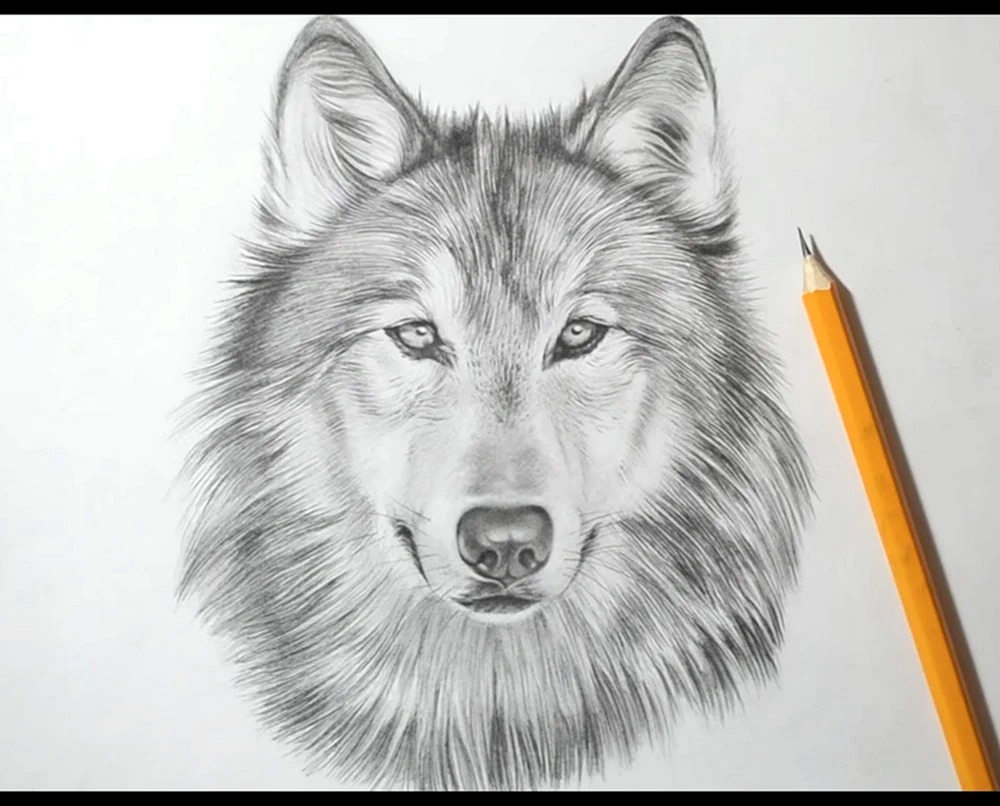 Wolf Zeichnung