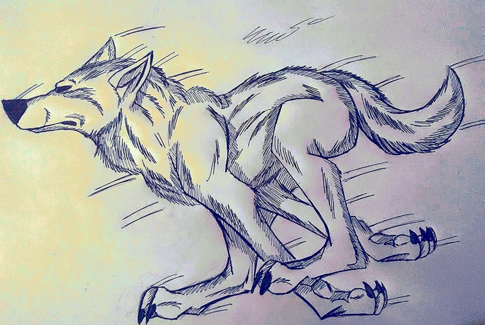 Wolf Zeichnung