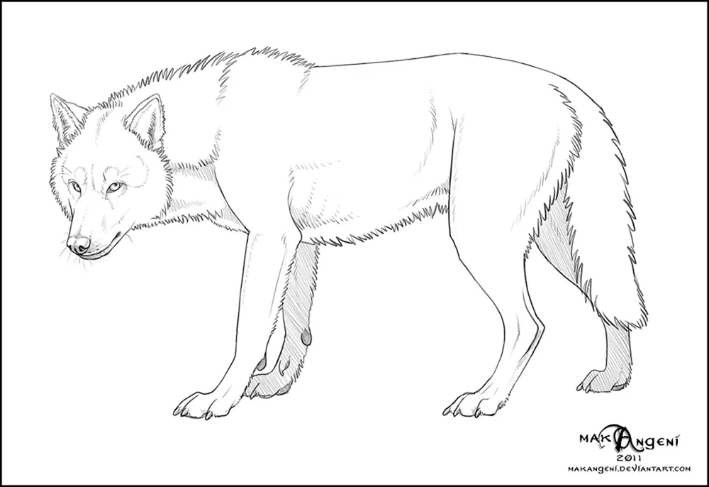 Wolf Bleistiftzeichnung von der Seite