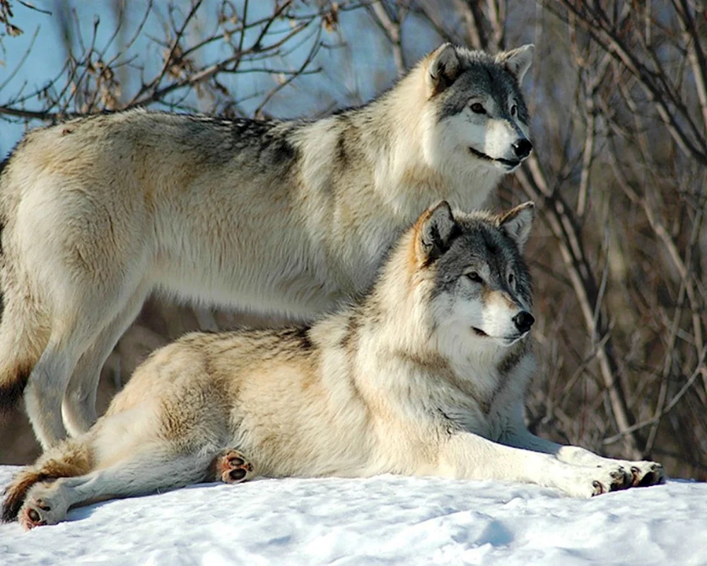 Wolf und Wölfin