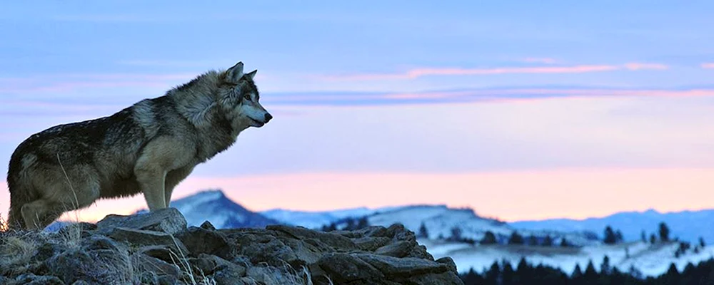 Wolf