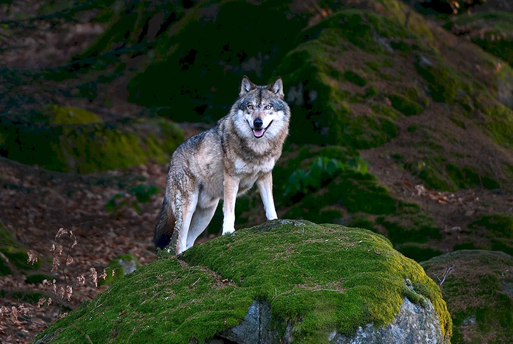 Rocky Mountain Wolf