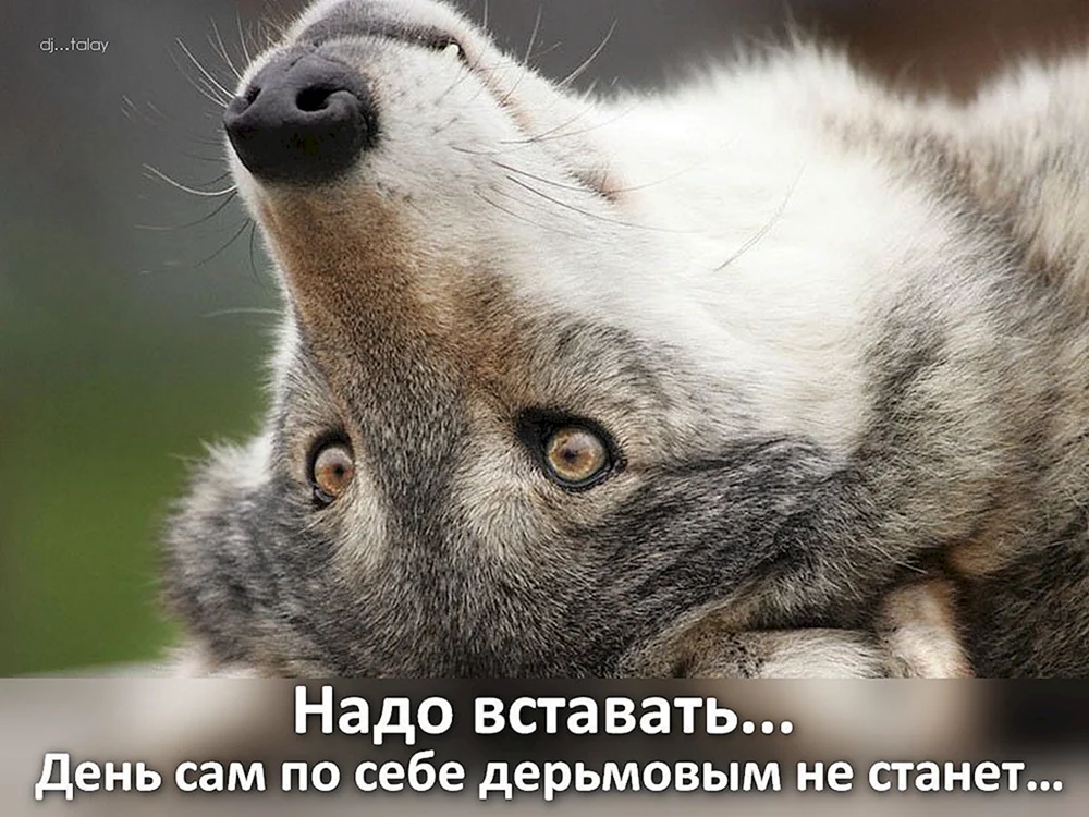 Guter Wolf Wolf