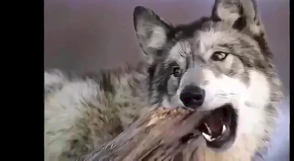 Wolf