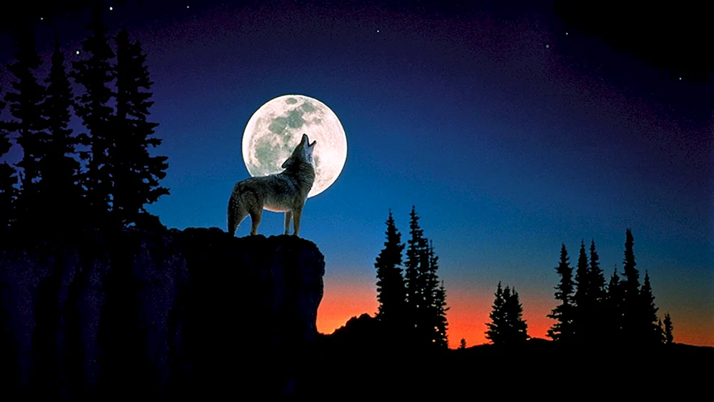 Wolf in der Nacht