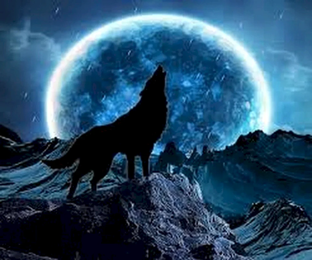 Wolf heult zum Mond Bild