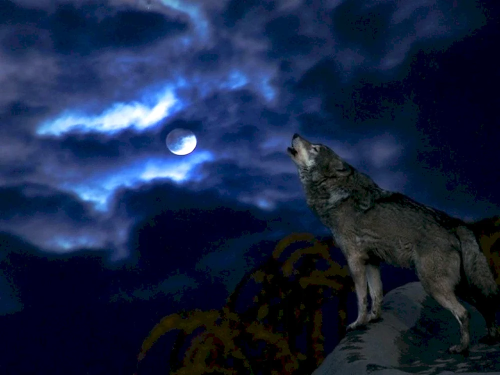Wolf auf einem Felsen