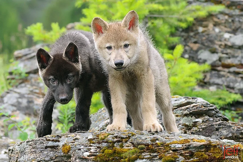 Kleiner Wolfshund Wolfshund