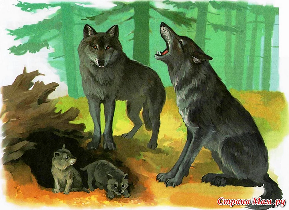 Wolf Wölfin Wolfsjunge - Wolf's Den