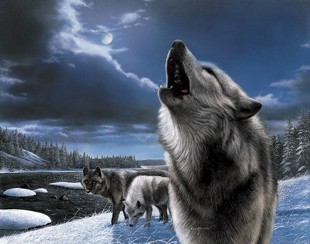 Wolf
