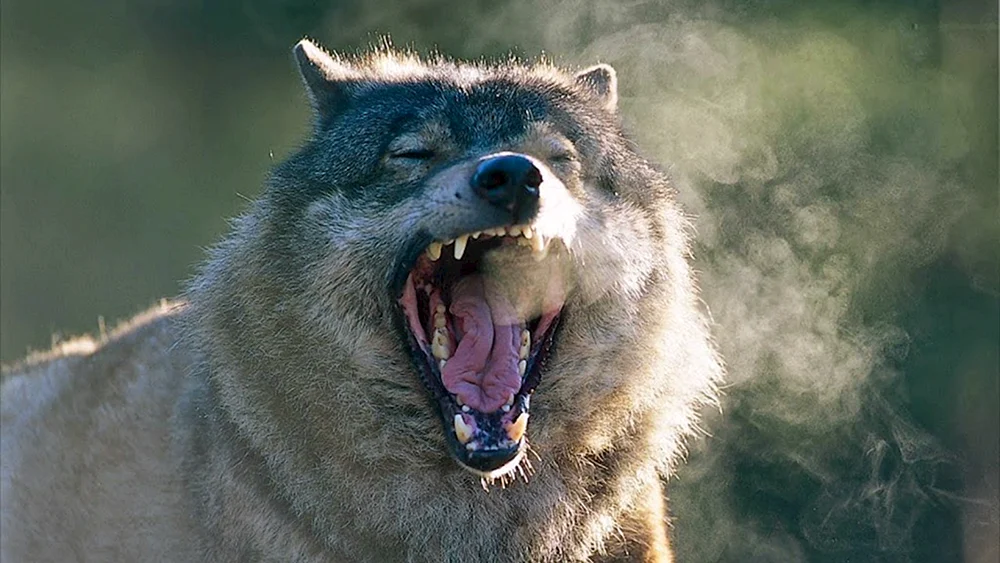 Wolf