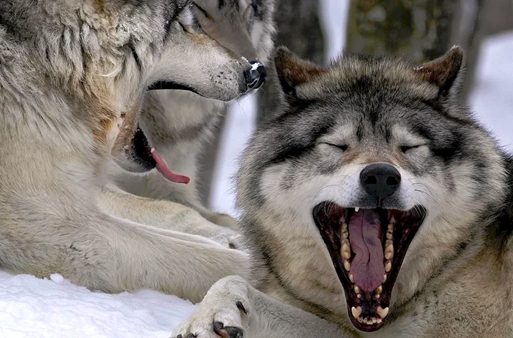 Wolfsschnurrhaare