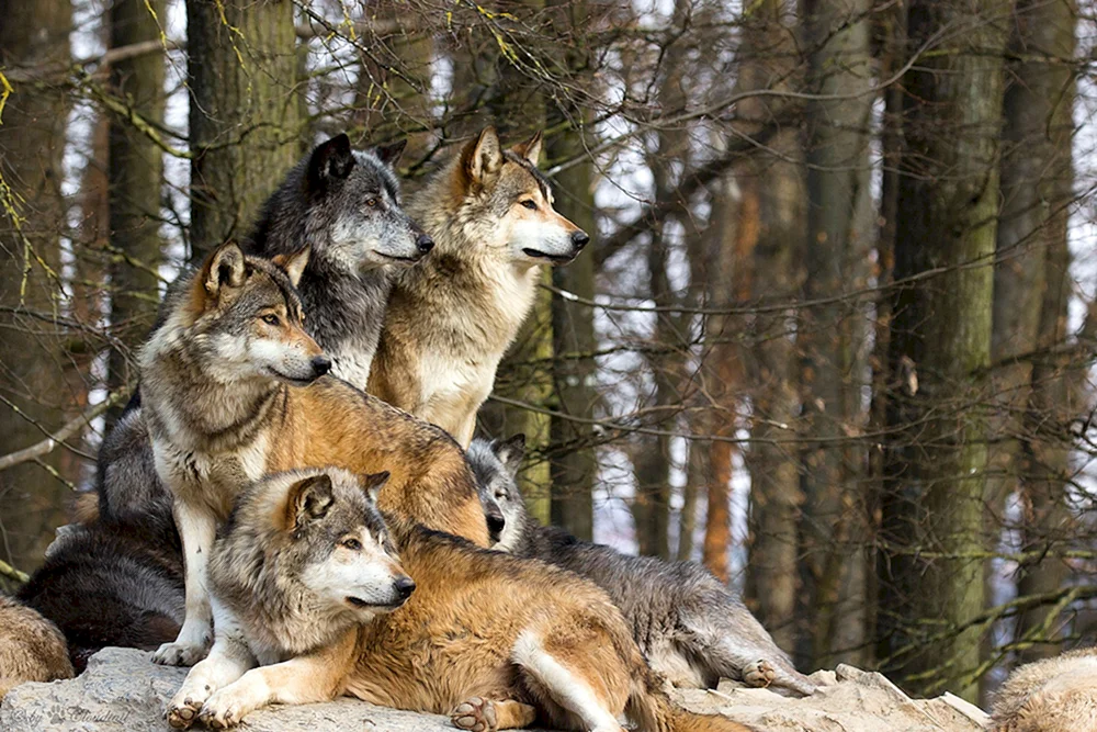 Wolfsrudel