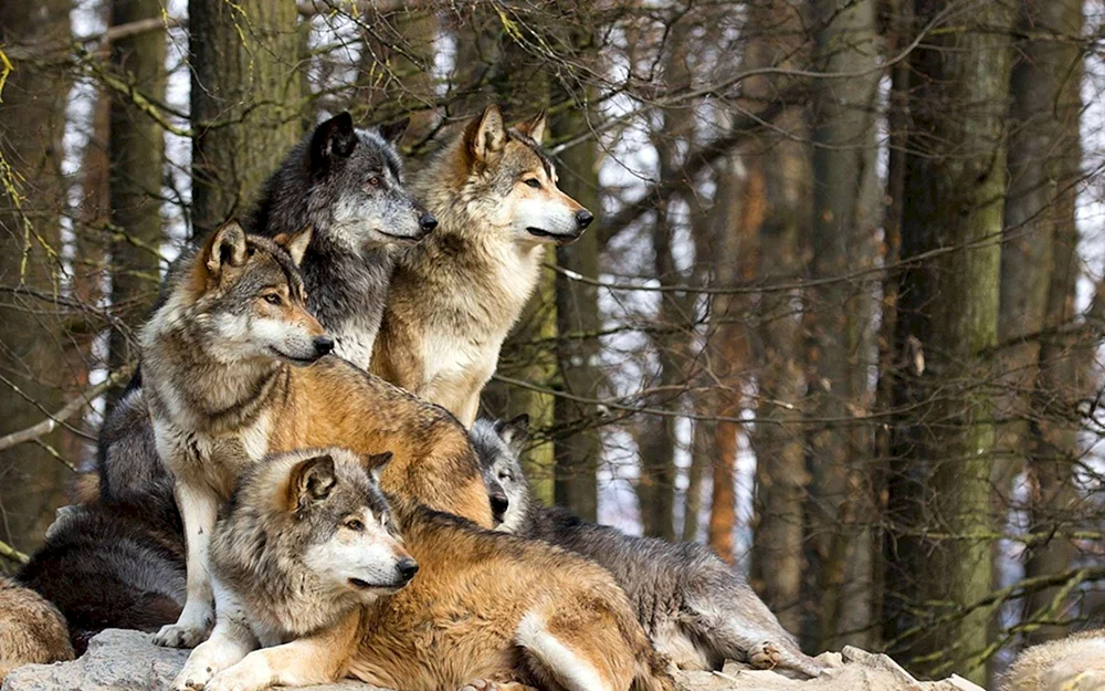 Wolf canis Lupus