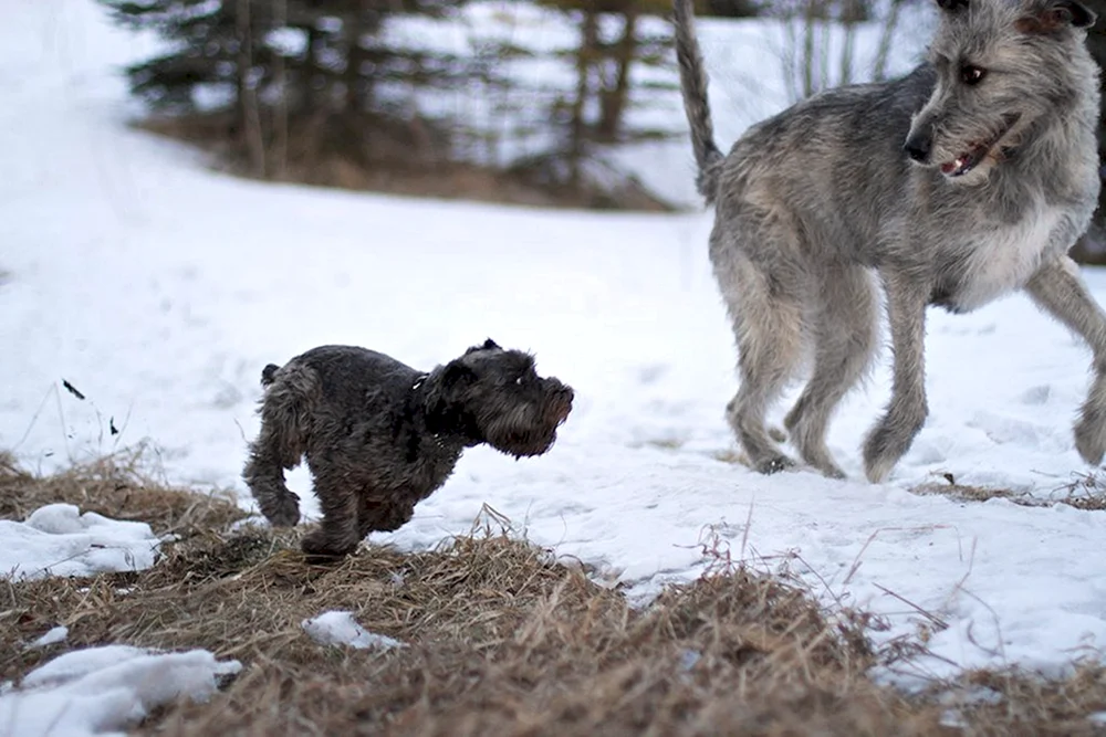 Irischer Wolfshund