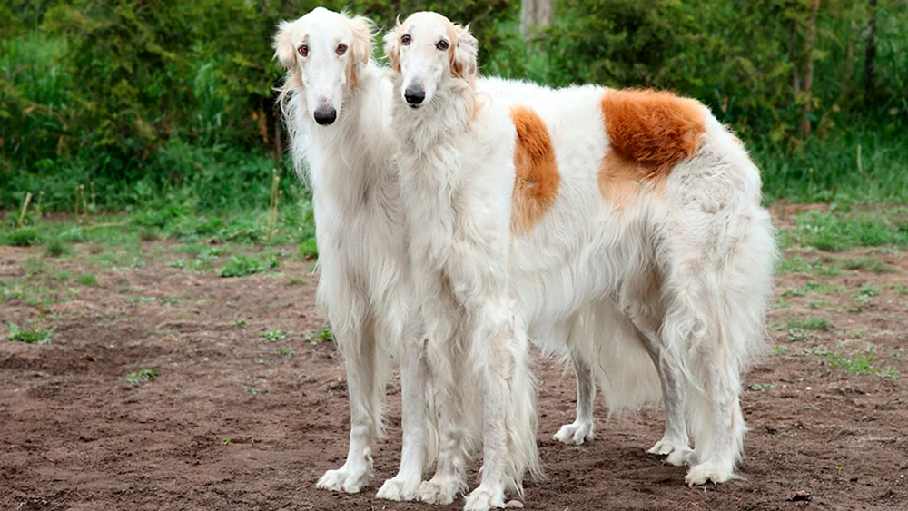 Wolfhound Greyhound