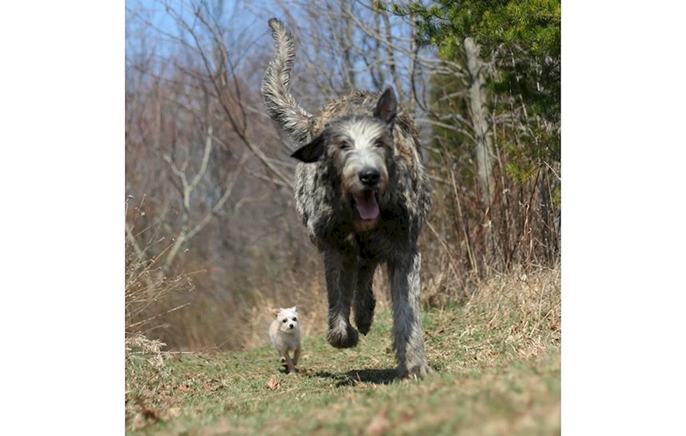 Irish Wolfhound