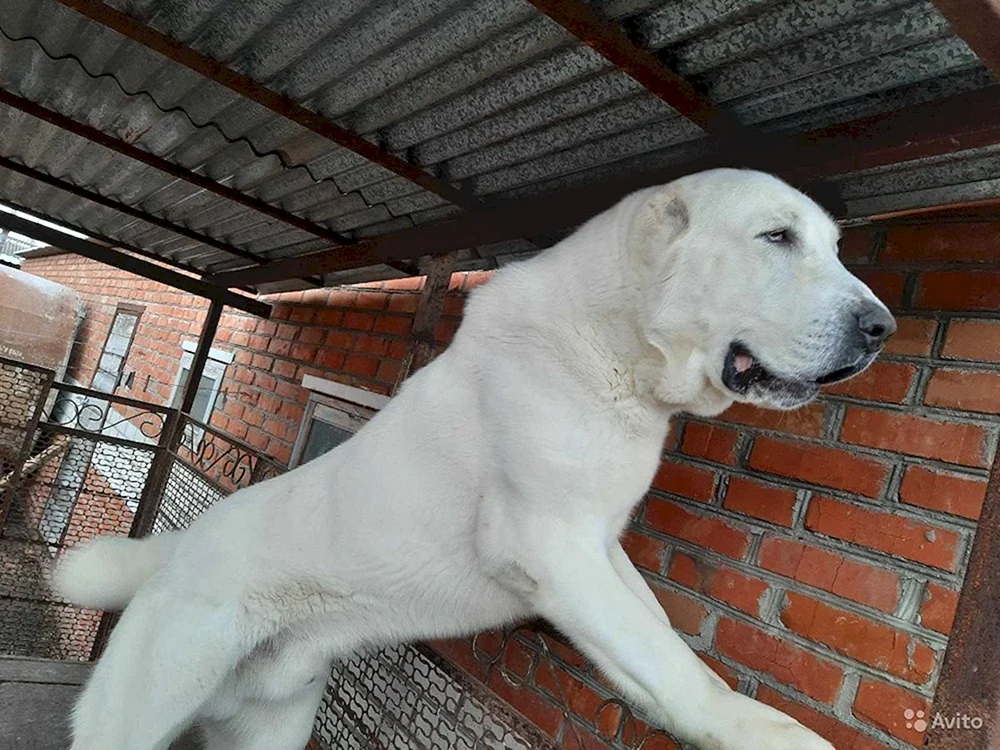 Wolfshund Kaukasischer Alabai