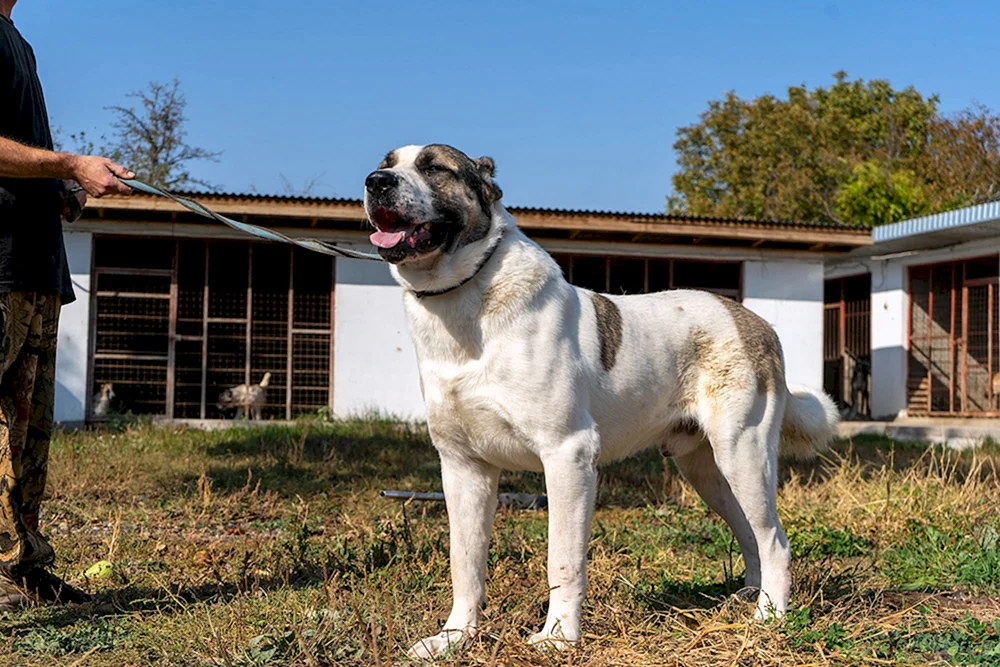 Wolfshund Kaukasischer Alabai