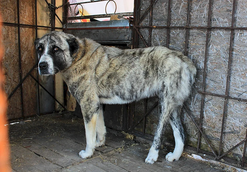 Kaukasischer Alabai Wolfshund