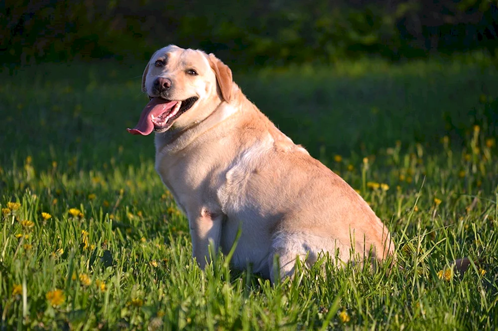 Zwerg-Labrador