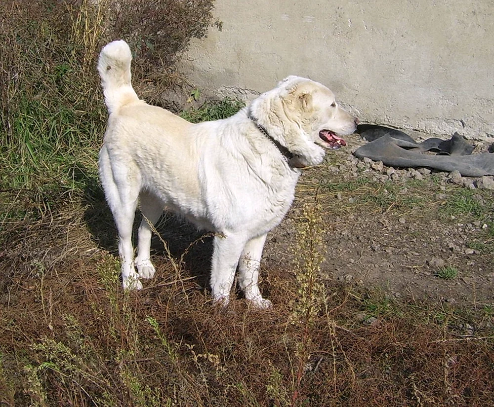 Wolfshund. Hund Ossetian