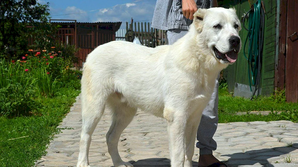 Wolfshund Zentralasiatischer Hirtenhund Alabai