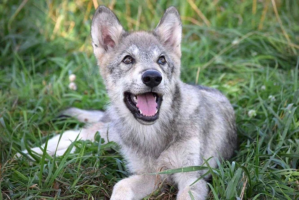 Westsibirischer. Husky