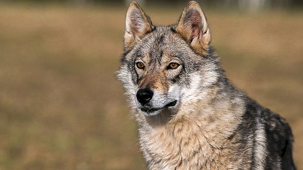 Volkosob Wolfshund