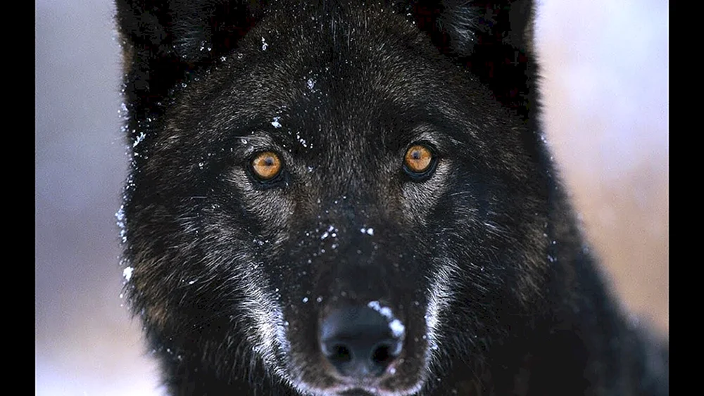 Wolfshund