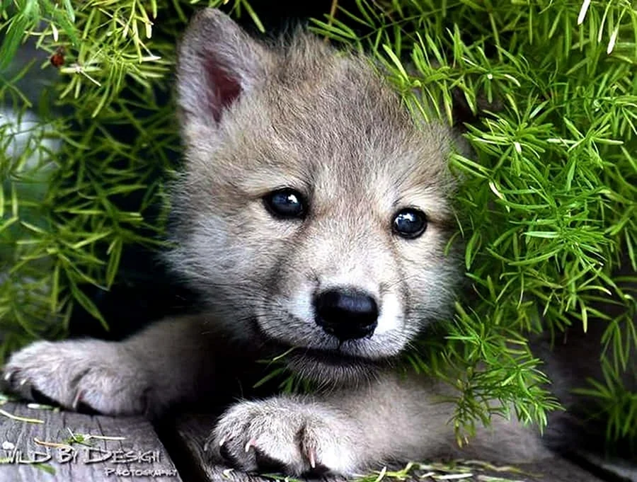 Wolfshund Welpen
