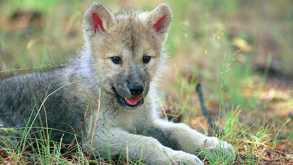 Kleiner Wolfshund