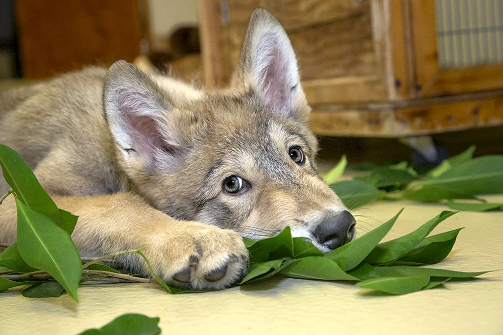 Polarwolf mit Jungen