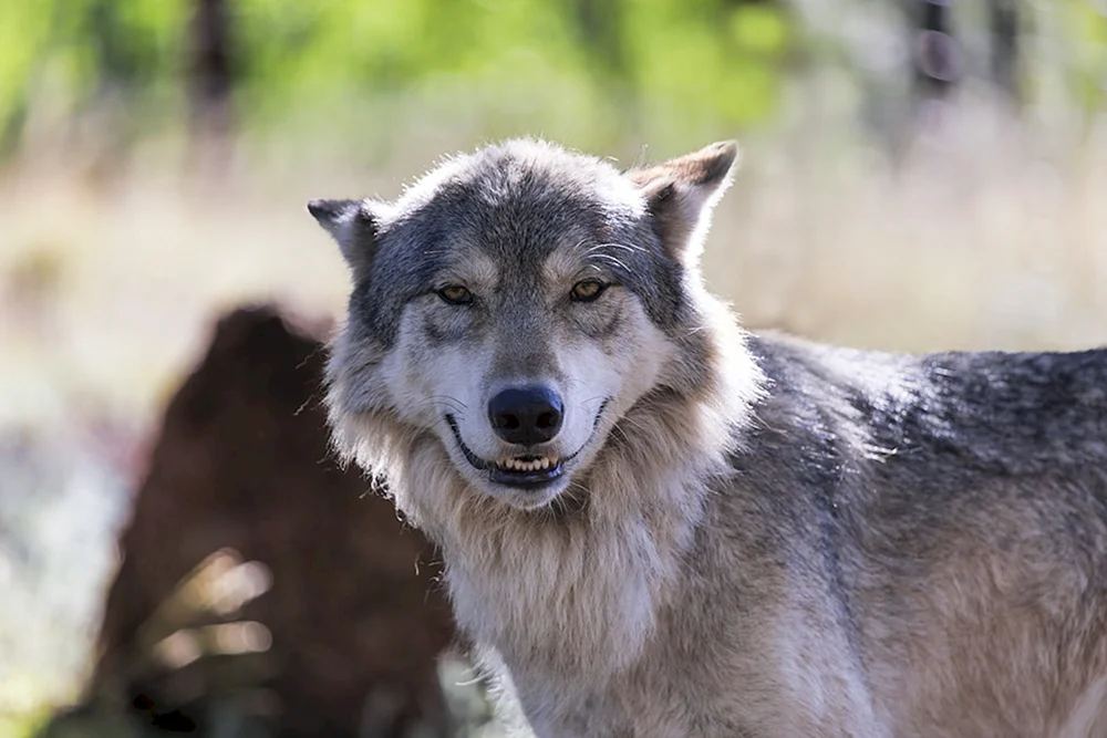 Lachender Wolf